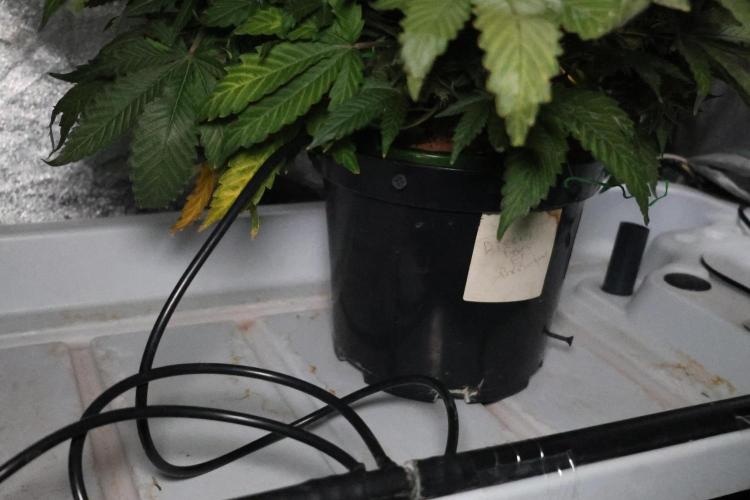 Diesel Fast F1 BX Regular. Week 15