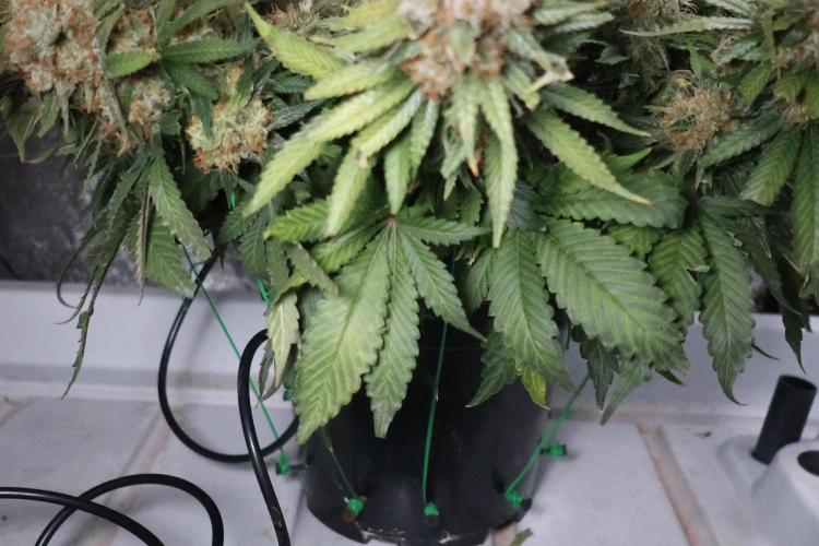 Diesel Fast F1 BX Regular. Week 15