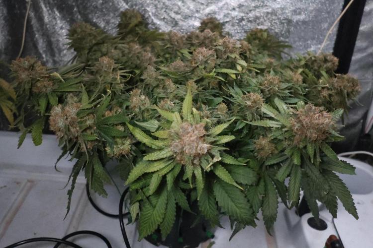 Diesel Fast F1 BX Regular. Week 15