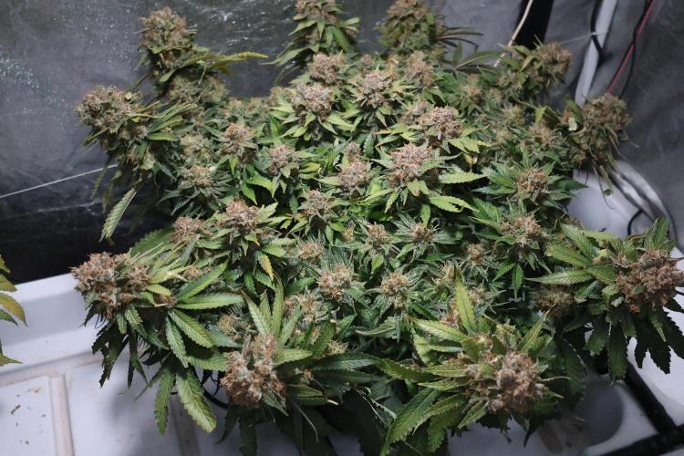 Diesel Fast F1 BX Regular. Week 15