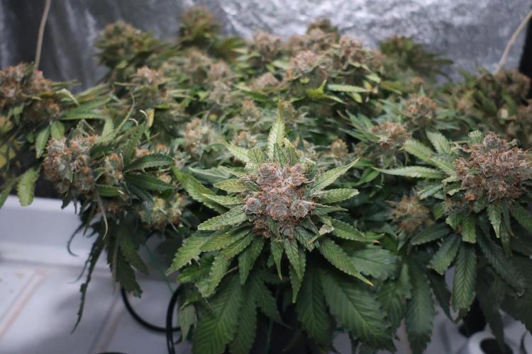 Diesel Fast F1 BX Regular. Week 15
