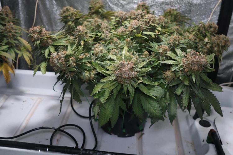 Diesel Fast F1 BX Regular. Week 15