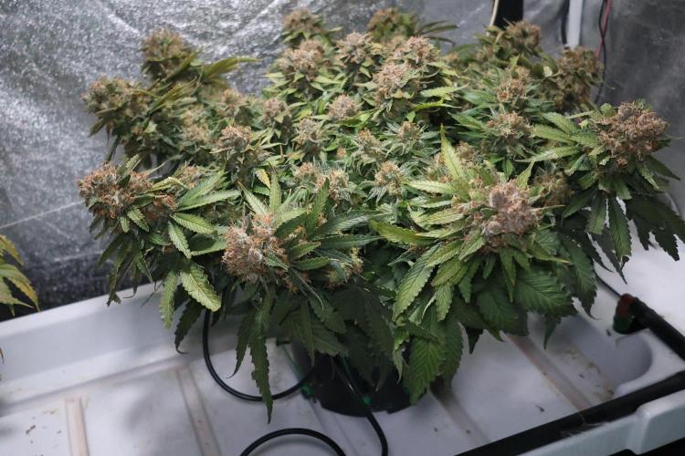Diesel Fast F1 BX Regular. Week 15