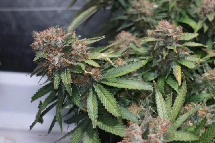 Diesel Fast F1 BX Regular. Week 15
