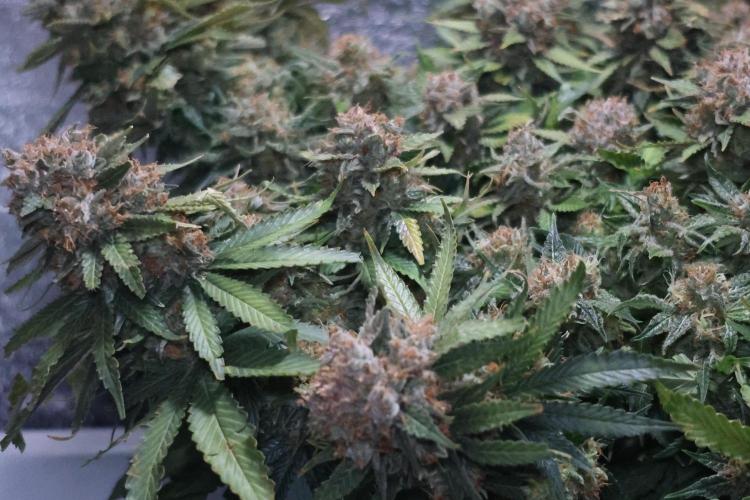 Diesel Fast F1 BX Regular. Week 15