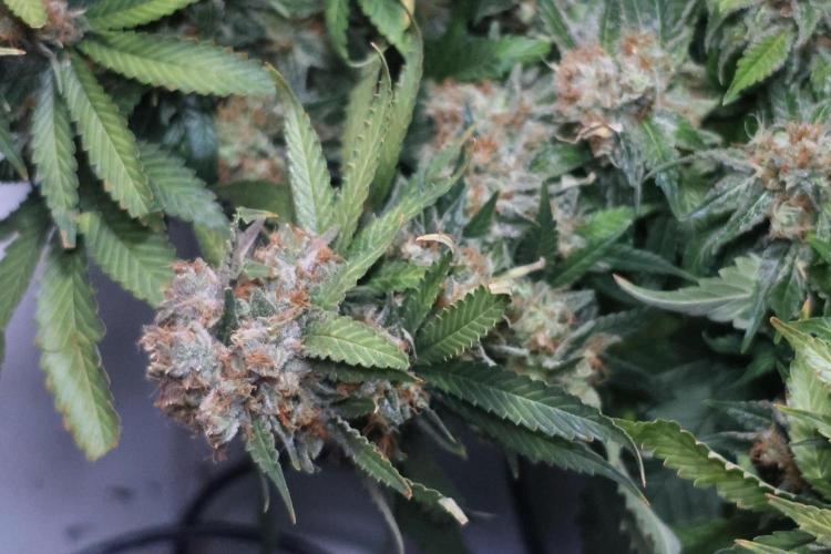 Diesel Fast F1 BX Regular. Week 15