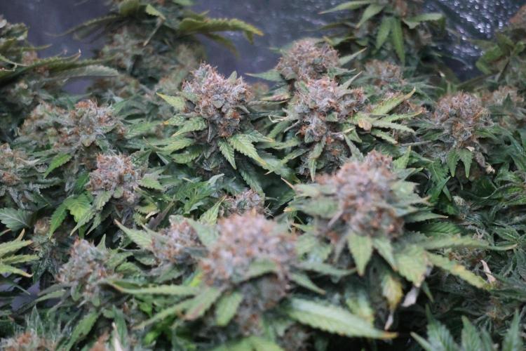 Diesel Fast F1 BX Regular. Week 15