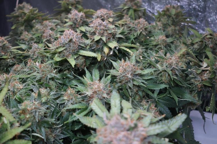 Diesel Fast F1 BX Regular. Week 15