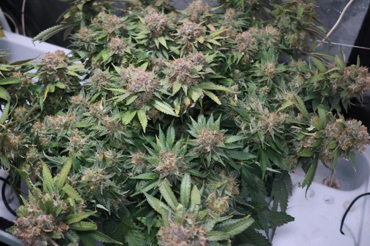 Diesel Fast F1 BX Regular. Week 15