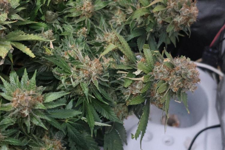 Diesel Fast F1 BX Regular. Week 15