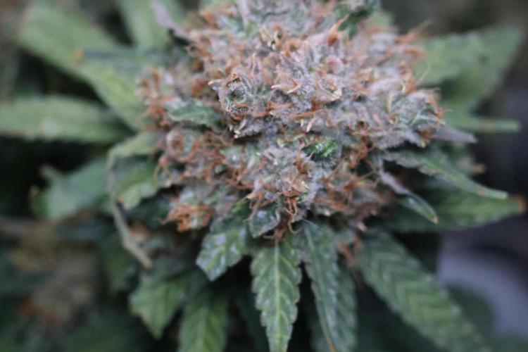 Diesel Fast F1 BX Regular. Week 15