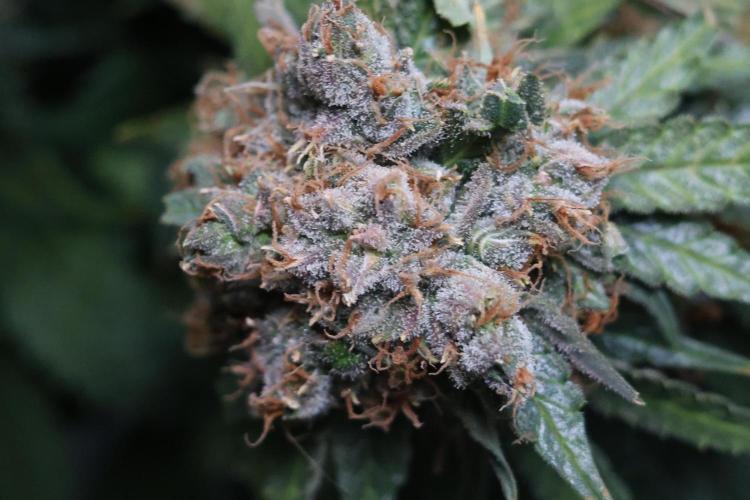 Diesel Fast F1 BX Regular. Week 15
