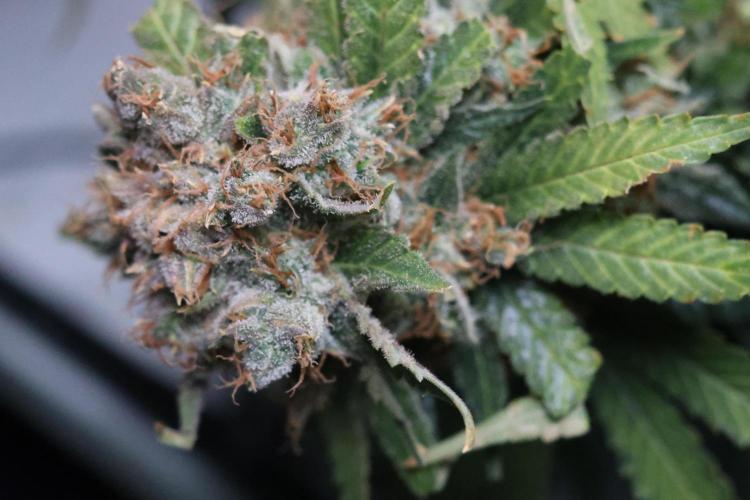 Diesel Fast F1 BX Regular. Week 15