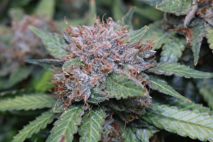 Diesel Fast F1 BX Regular. Week 15