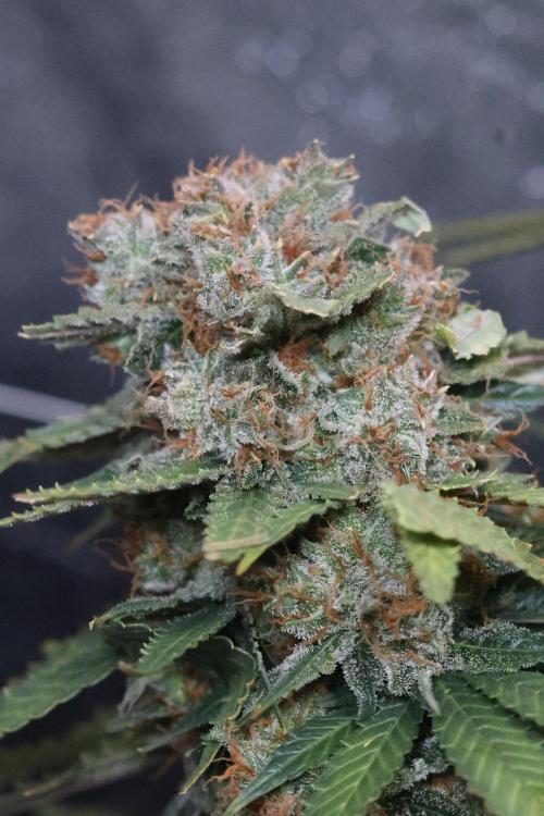 Diesel Fast F1 BX Regular. Week 15