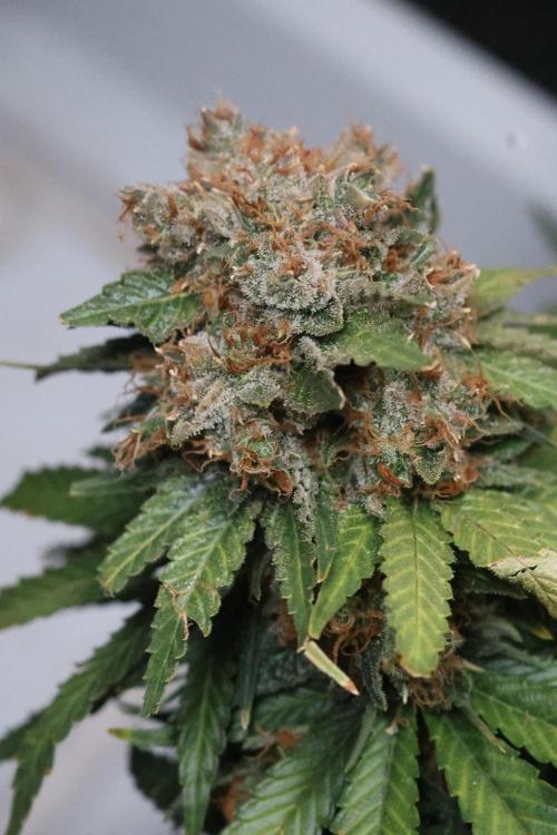 Diesel Fast F1 BX Regular. Week 15