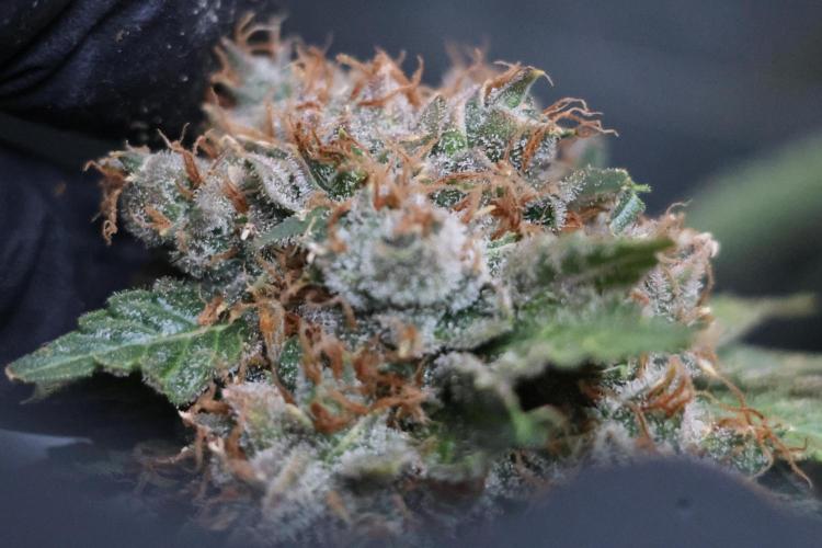 Diesel Fast F1 BX Regular. Week 15