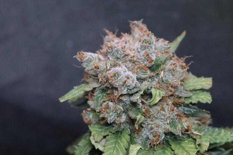 Diesel Fast F1 BX Regular. Week 15