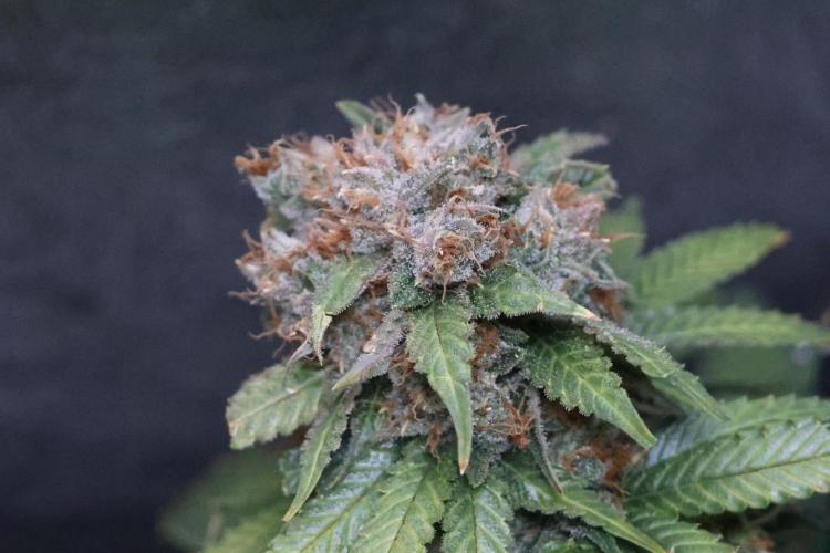 Diesel Fast F1 BX Regular. Week 15