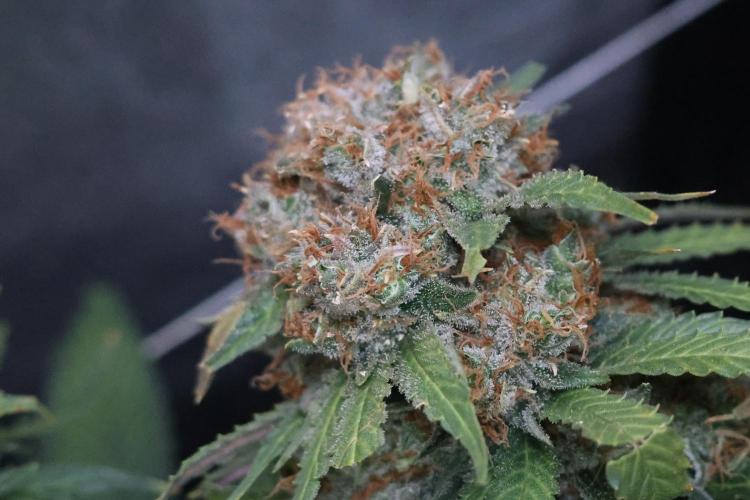 Diesel Fast F1 BX Regular. Week 15