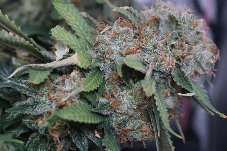 Diesel Fast F1 BX Regular. Week 15