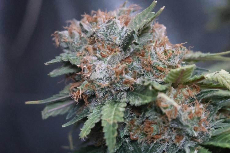 Diesel Fast F1 BX Regular. Week 15