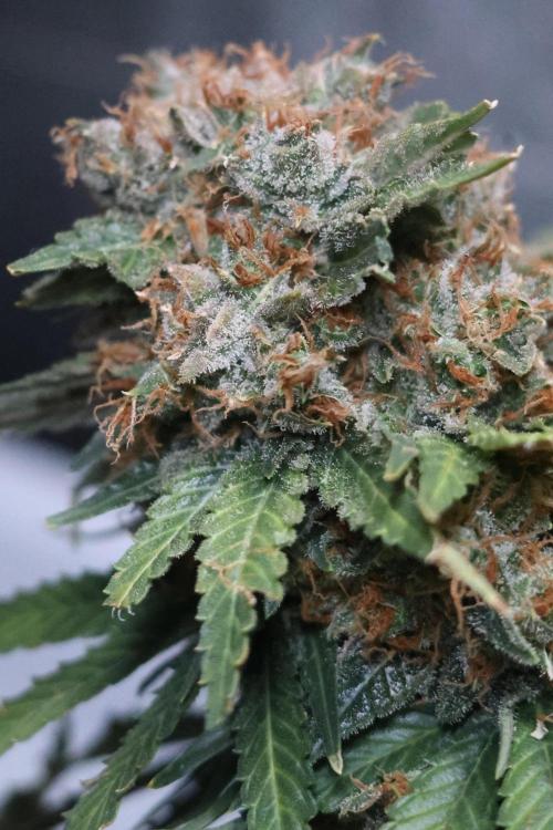 Diesel Fast F1 BX Regular. Week 15