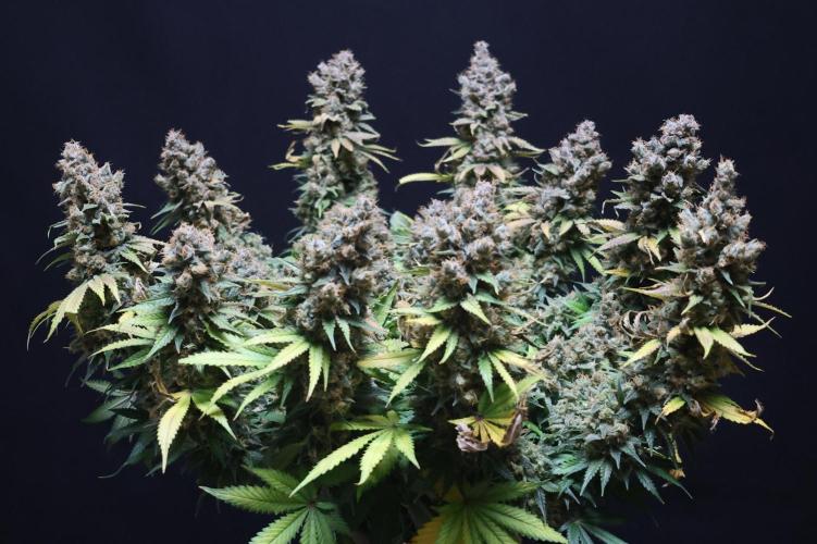 Diesel Fast F1 BX regular. Week 15