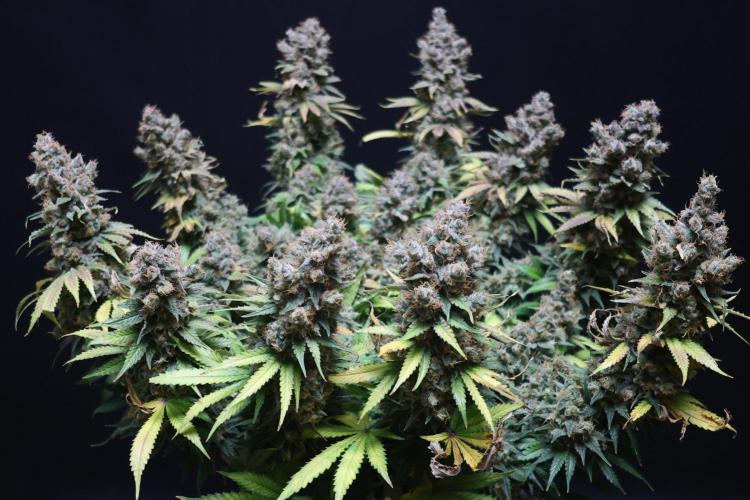 Diesel Fast F1 BX regular. Week 15