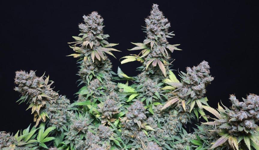 Diesel Fast F1 BX regular. Week 15