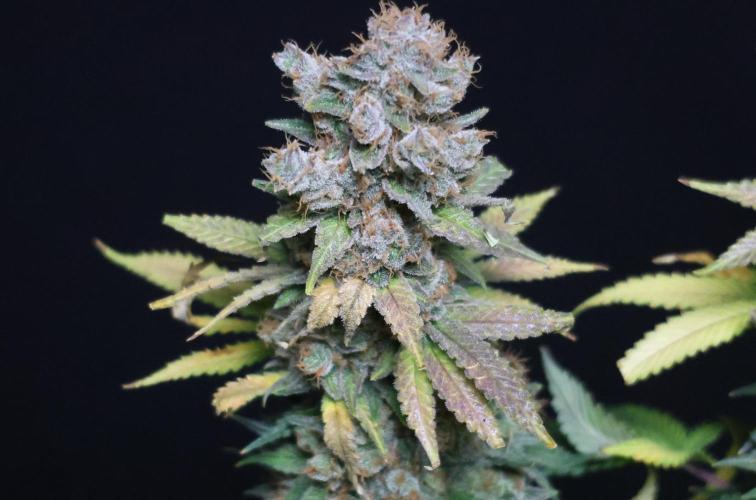 Diesel Fast F1 BX regular. Week 15