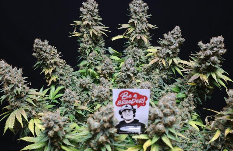 Diesel Fast F1 BX regular. Week 15