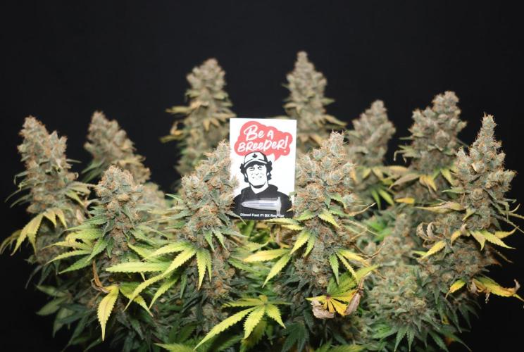 Diesel Fast F1 BX regular. Week 15