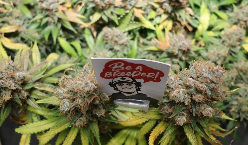 Diesel Fast F1 BX regular. Week 15
