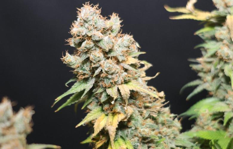 Diesel Fast F1 BX regular. Week 15