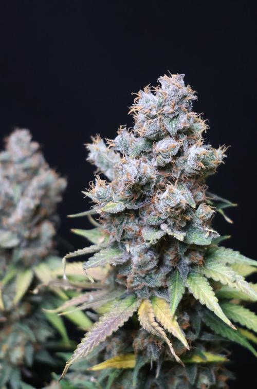 Diesel Fast F1 BX regular. Week 15
