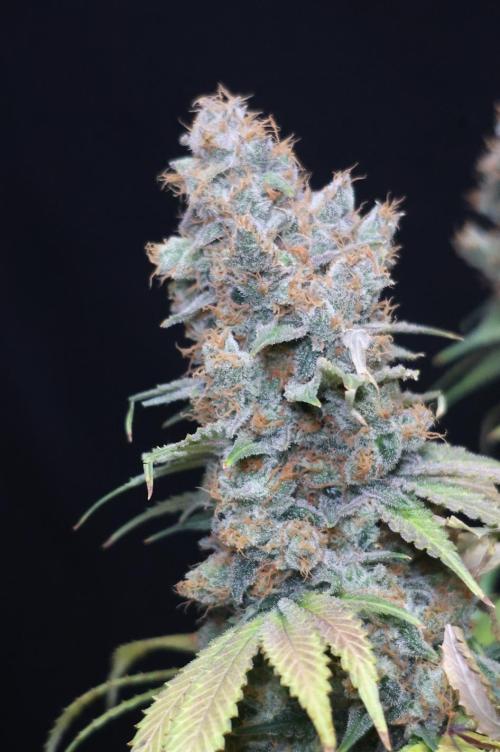 Diesel Fast F1 BX regular. Week 15