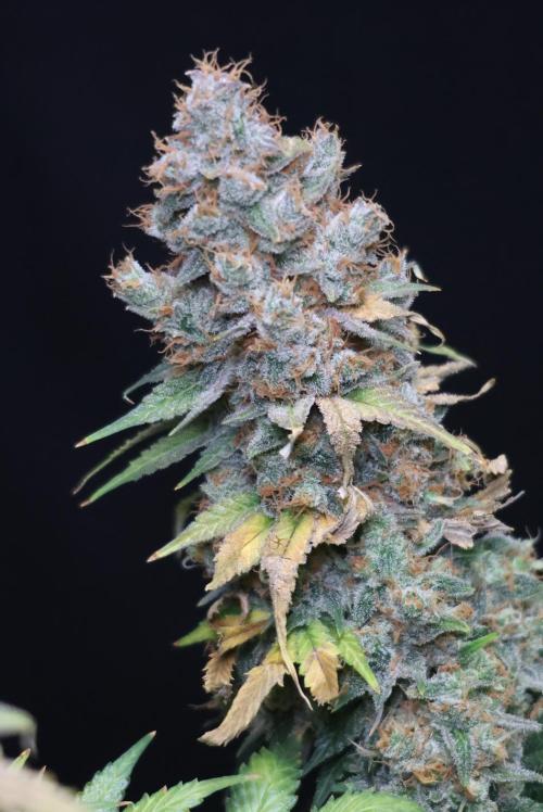 Diesel Fast F1 BX regular. Week 15