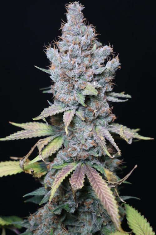 Diesel Fast F1 BX regular. Week 15