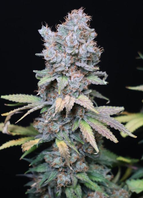 Diesel Fast F1 BX regular. Week 15