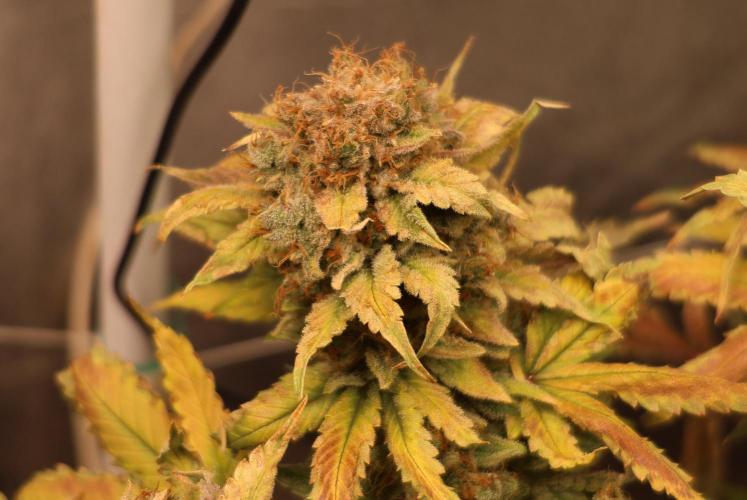 Diesel Fast F1 BX Regular. Week 15