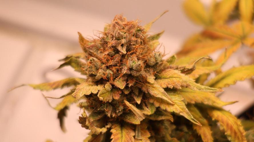Diesel Fast F1 BX Regular. Week 15