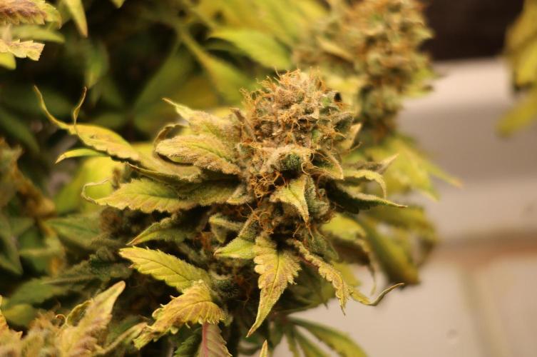 Diesel Fast F1 BX Regular. Week 15