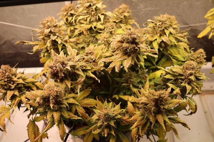 Diesel Fast F1 BX Regular. Week 15