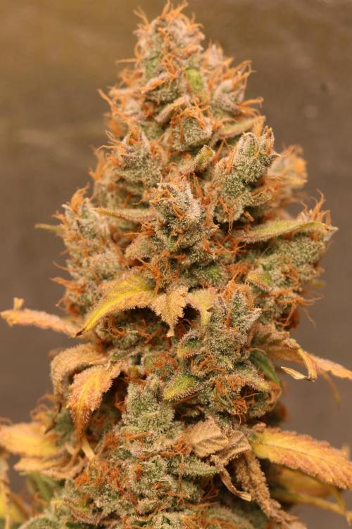 Diesel Fast F1 BX regular. Week 16