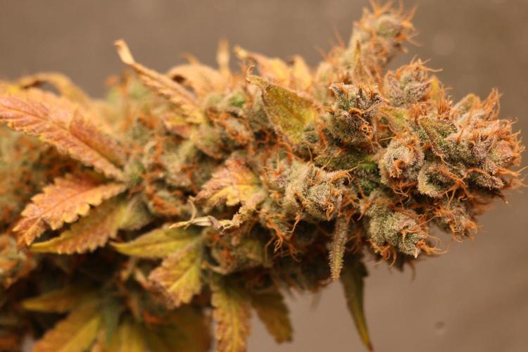 Diesel Fast F1 BX regular. Week 16