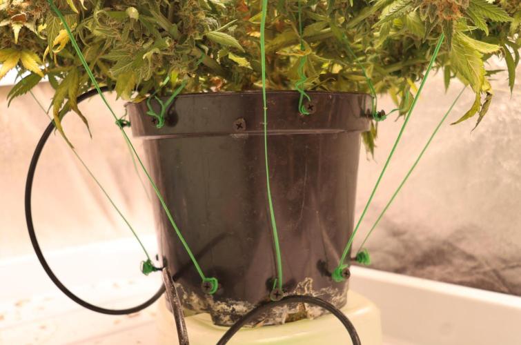 Diesel Fast F1 BX regular. Week 16