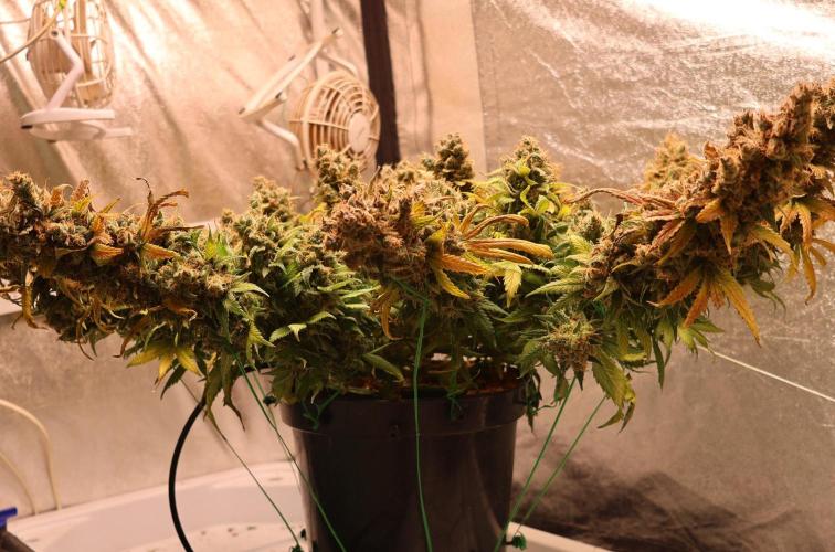Diesel Fast F1 BX regular. Week 16