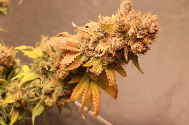 Diesel Fast F1 BX regular. Week 16