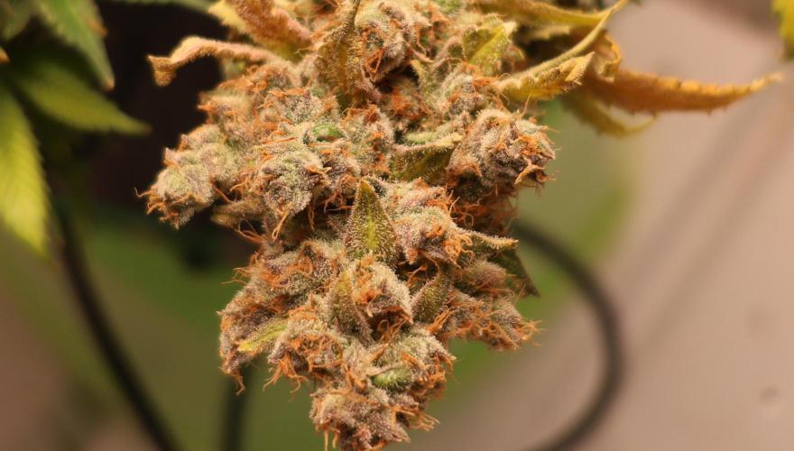 Diesel Fast F1 BX regular. Week 16